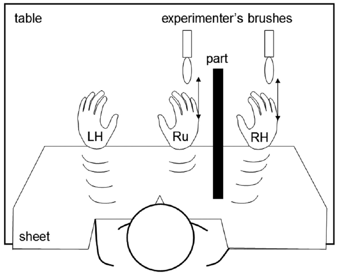 Schematic diagram of the experimental set-up in the rubber hand illusion task